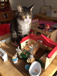我が家のねこ