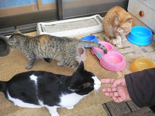 地域ねこ