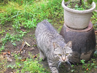 地域ねこ