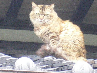 地域ねこ