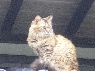 地域ねこ
