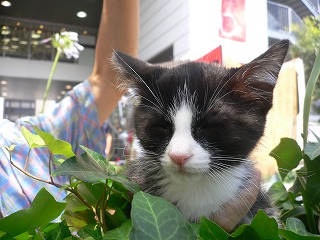 ミニ譲渡会
