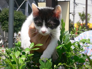 ミニ譲渡会