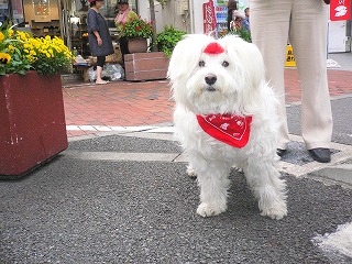 メグちゃん