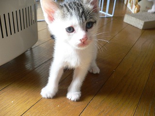 シマちゃんベイビー