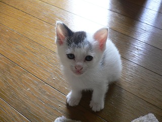 シマちゃんベイビー