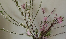 満開の桜とAKB48「桜の木・・」をお祝いの式典に・・・