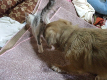 あずかりこにゃんこ チロン パワーアップ中2