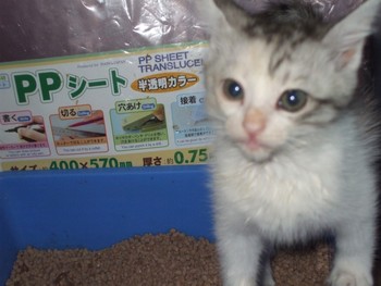 ちびにゃん紹介