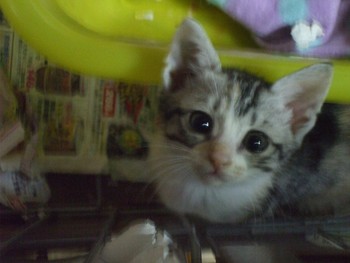 ちびにゃん紹介