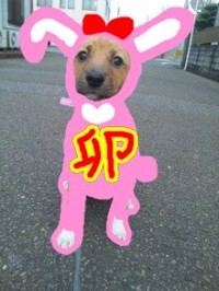 街頭募金を行います！