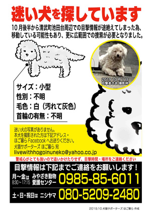 白っぽい小型犬を宮崎市で捜索中