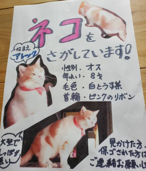 宮崎市高岡町の方が迷子の猫を探しています