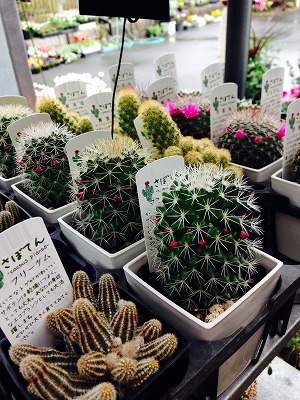 色々入荷しております 色々入荷しております