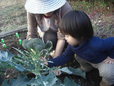 無農薬野菜