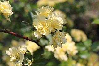 お花いっぱい
