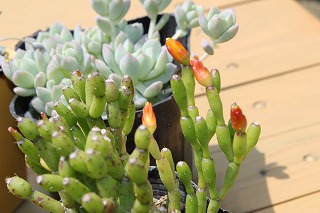 お花いっぱい