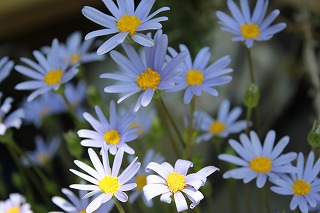 お花いっぱい