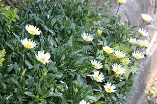お花いっぱい