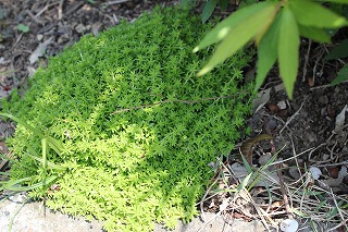 お花いっぱい