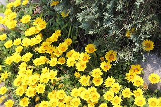 お花いっぱい