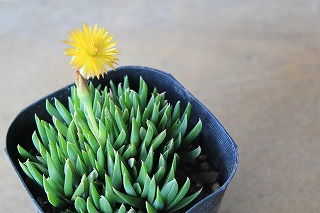 お花いっぱい