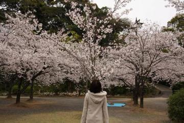 桜。桜。サクラ・・・