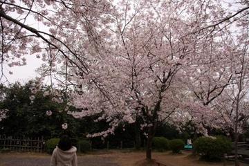 桜。桜。サクラ・・・