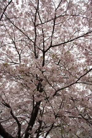 桜。桜。サクラ・・・