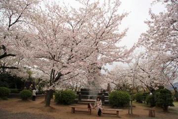 桜。桜。サクラ・・・