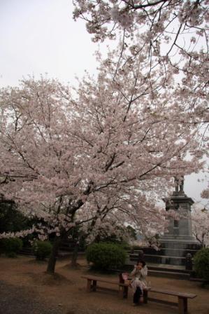 桜。桜。サクラ・・・
