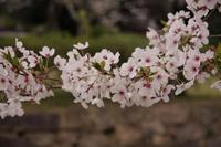 桜。桜。サクラ・・・