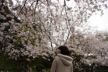 桜。桜。サクラ・・・