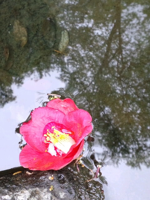 菊池渓谷