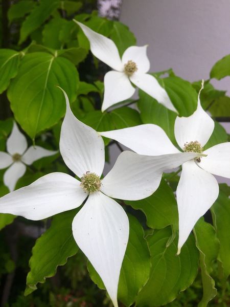 植物の恵みを生活に！