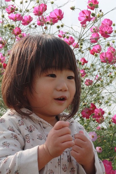 薄紅の秋桜が秋の日の