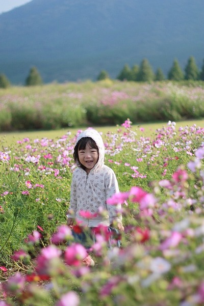 薄紅の秋桜が秋の日の