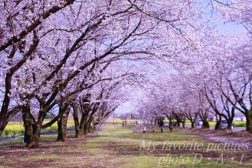 西都原の桜