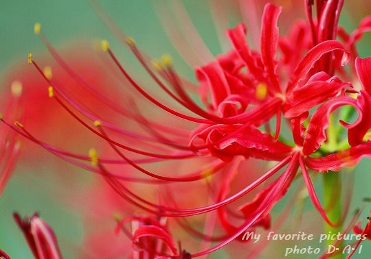 この花好きです