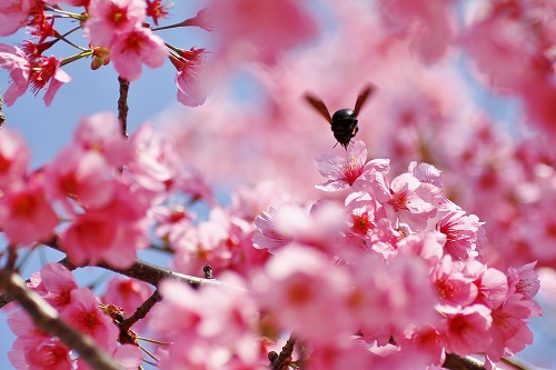桜散歩・・・