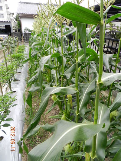 百坪農園ナゥ