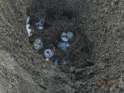 アカウミガメの産卵