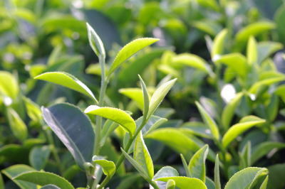 台湾の無農薬・有機栽培茶園（許時穏）