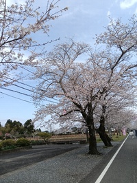 母智丘の桜