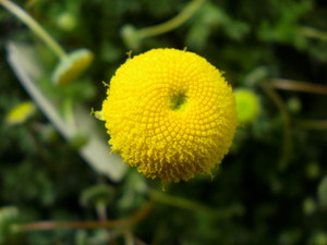 花ほたる