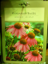 宿根草 株パック