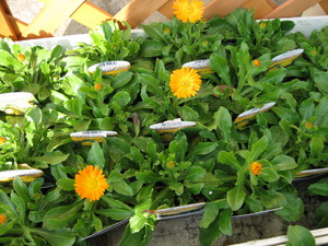 冬花壇 カレンジュラ