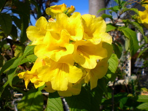 金鈴樹 (キンレイジュ)