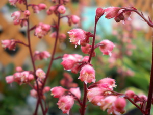 ちっちゃいお花達！