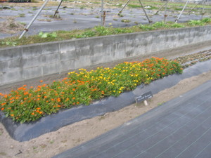 冬花壇 カレンジュラ